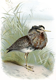Drucke von Ruff. Historisches Kunstwerk eines männlichen Ruff (Philomachus pugnax), einer Vogelart, die am Strand geht Bilder Datiert 2004 Januar: Ruff, historische Kunstwerk.