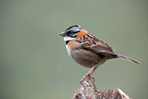 South American Birdlife Drucke: Rufous-collared sparrow C018 / 2449