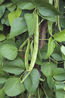 Vegetable Plant Images Drucke: Runner bean Lady Di
