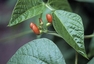 Vegetable Garden Photos Drucke: Runner bean (Phaseolus Scarlet Runner )