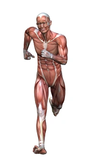 Bilder Datiert 19. Juli 2013: Laufende Anatomie des Runners Kunstwerk