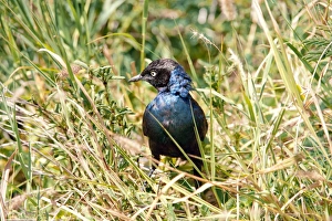 Ornithology Photography Drucke: Ruppells starling