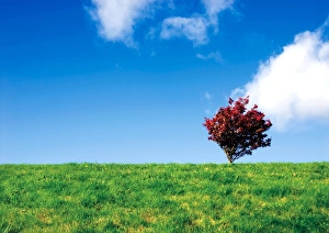 Blue Sky Background Photo Drucke: Rural scene