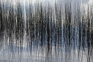 Water Reflections Nature Drucke: Rushes reflected in water