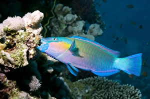 Drucke von Rostiger Schnabelfisch (Scarus ferrugineus) schießt sich an Korallen herum und fressen sie Bilder Datiert 2009 März: Roter Beutelkäferfisch