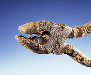 Drucke von Rost. Stahlmesser mit Rostflecken (orange). Stahl ist ein Legierung von Eisen mit einem kleinen Anteil Kohlenstoff und anderen Elementen Bilder Datiert 2004 Juli: Korrosives Schraubenzieher