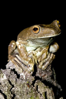 Peruvian Wildlife Photos Drucke: Rusty treefrog male