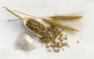 Rye Grain Drucke: Rye C014 / 1130
