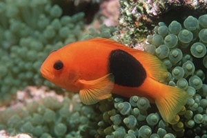 Sea Anemone Fish Drucke: Saddle anemonefish