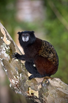 Tree Dwelling Primates Drucke: Saddle-backed tamarin