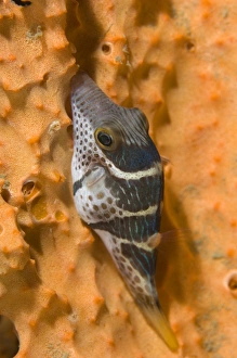 Indo Pacific Fish Drucke: Saddled puffer fish