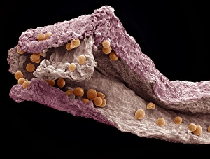 Saffron Spice Drucke: Saffron, SEM
