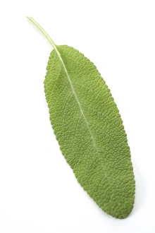 Salvia Officinalis Drucke: Sage leaf
