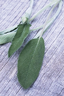 Salvia Officinalis Drucke: Sage leaves