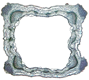 Vascular Bundle Structure Drucke: Sage stem, light micrograph