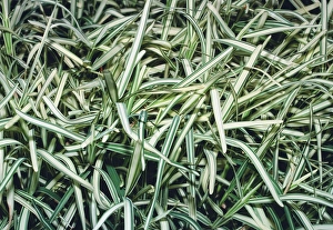 Ornamental Grasses Drucke: Saint Augustine grass (Stenotaphrum sp. )