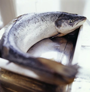 Wild Fish Species Drucke: Salmon