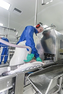 Fischverarbeitungsanlage Salmon C018/0770