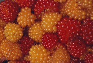Vitamin C Rich Fruit Drucke: Salmonberries