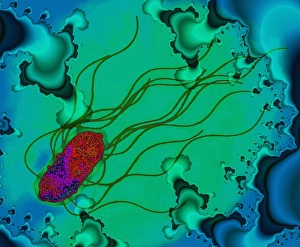 Food Poisoning Symptoms Drucke: Salmonella bacterium