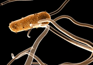 Salmonella Bacteria Drucke: Salmonella bacterium, computer artwork