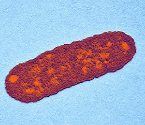 Transmission Electron Microscopy Images Drucke: Salmonella bacterium, TEM