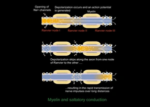 Myelin Sheath Structure Drucke: Saltatory conduction of nerve impulse