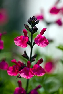 Herb Garden Plants Drucke: Salvia x Jamensis James Compton