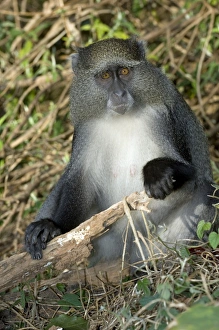 Tropical Forest Primates Drucke: Samango monkey