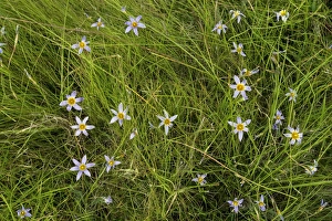 South African Wildflowers Drucke: Sand Crocus (Romulea tabularis)