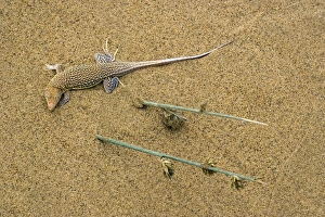 Namib Desert Lizard Drucke: Sand-diver lizard