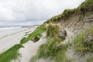 Coastal Vegetation Drucke: Sand dune