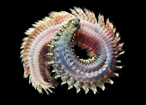 Drucke von Sandwurm (Nereis pellagica) Bilder Datiert 2010 Februar: Sandworm