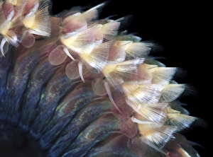 Marine Annelid Worms Drucke: Sandworm body
