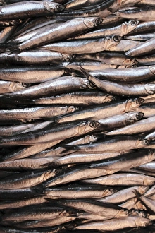 Gerahmter Druck : Sardines. research Gerahmter Druck : Sardines. research