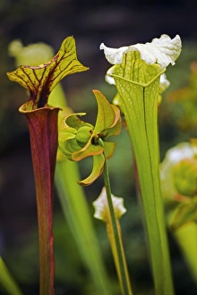 Carnivorous Plant Images Drucke: Sarraceni x moorei