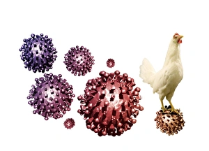 Drucke von SARS-Virus und Huhn, Computerkunstwerk. Schwere akute Atemwegserkrankung (SARS) ist oft tödliches Lungenleiden das erstmals 2002 in China auftrat Bilder Datiert 2009 Oktober: SARS-Virus und Huhn, Kunstwerk