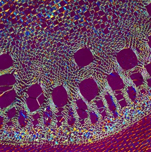 Polarised Light Microscopy Images Drucke: Sarsaparilla plant stem, light micrograph