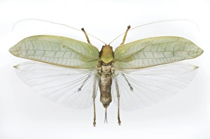 Drucke von Sasima Katydid. Die Katydide (Buschkräher) werden auch als langhornige Heuschrecken bezeichnet. Dieses Exemplar stammt aus Malaiisch Bilder Datiert 2011 Oktober: Die Katze im Garten singt ein Lied