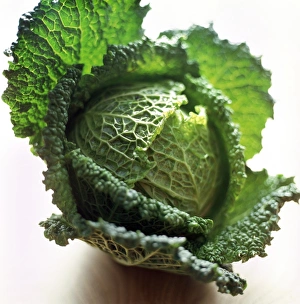 Brassica Oleracea Drucke: Savoy cabbage