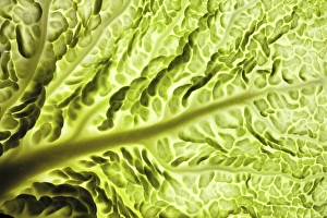Savoy Cabbage Drucke: Savoy cabbage leaf