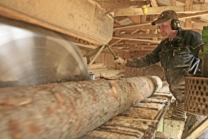 Logging Industry Drucke: Sawmill