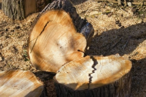 Logging Industry Drucke: Sawn logs