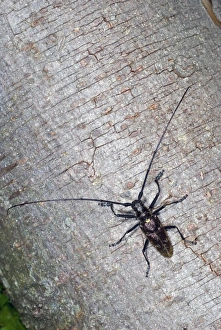 Longhorn Beetles Drucke: Sawyer beetle on a tree trunk