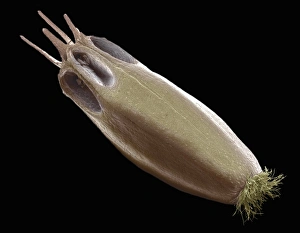 Wind Dispersed Seeds Drucke: Scabious seed, SEM