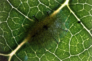 Leaf Dwelling Insects Drucke: Scale insect eggs