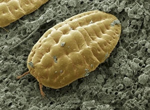 Drucke von Skalenschmetterling Bilder Datiert 2008 April: Skalengiftmücke, SEM