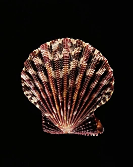 Mollusc Shells Drucke: Scallop shell C019 / 1326