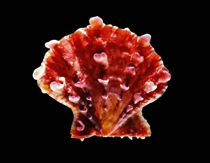 Bivalve Mollusc Drucke: Scallop shell C019 / 1341