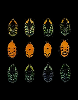 Scarab Beetle Images Drucke: Scarab beetles